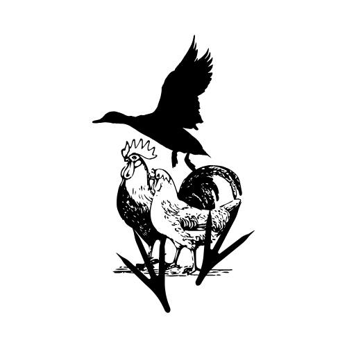 Birds by Liz